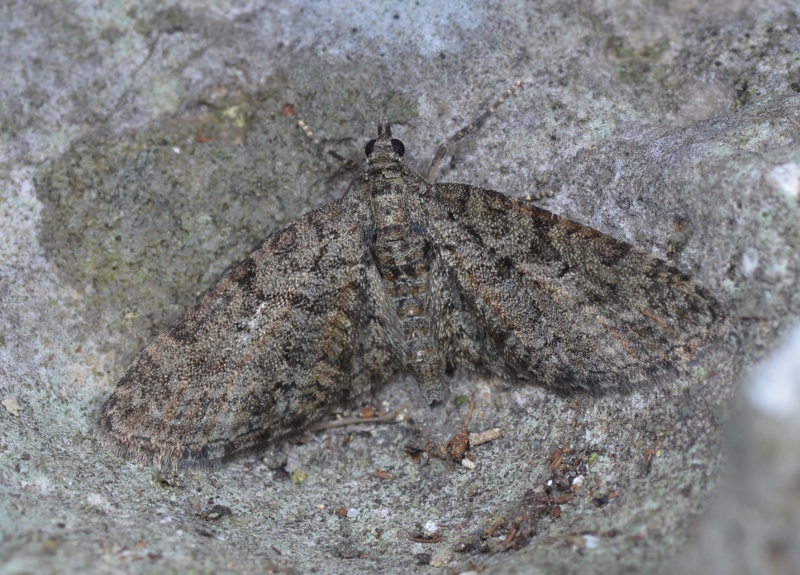 Eupithecia